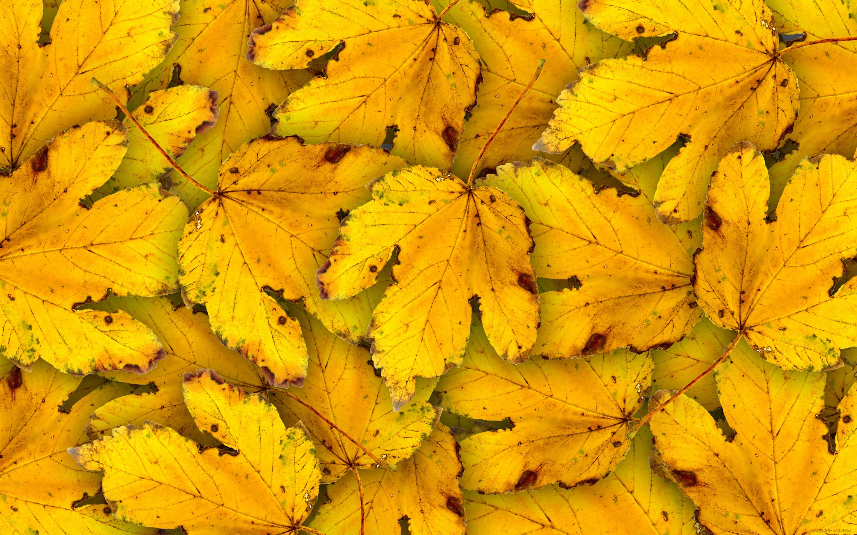 , , , , autumn